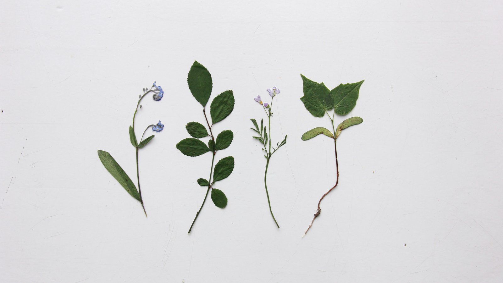 季節の植物